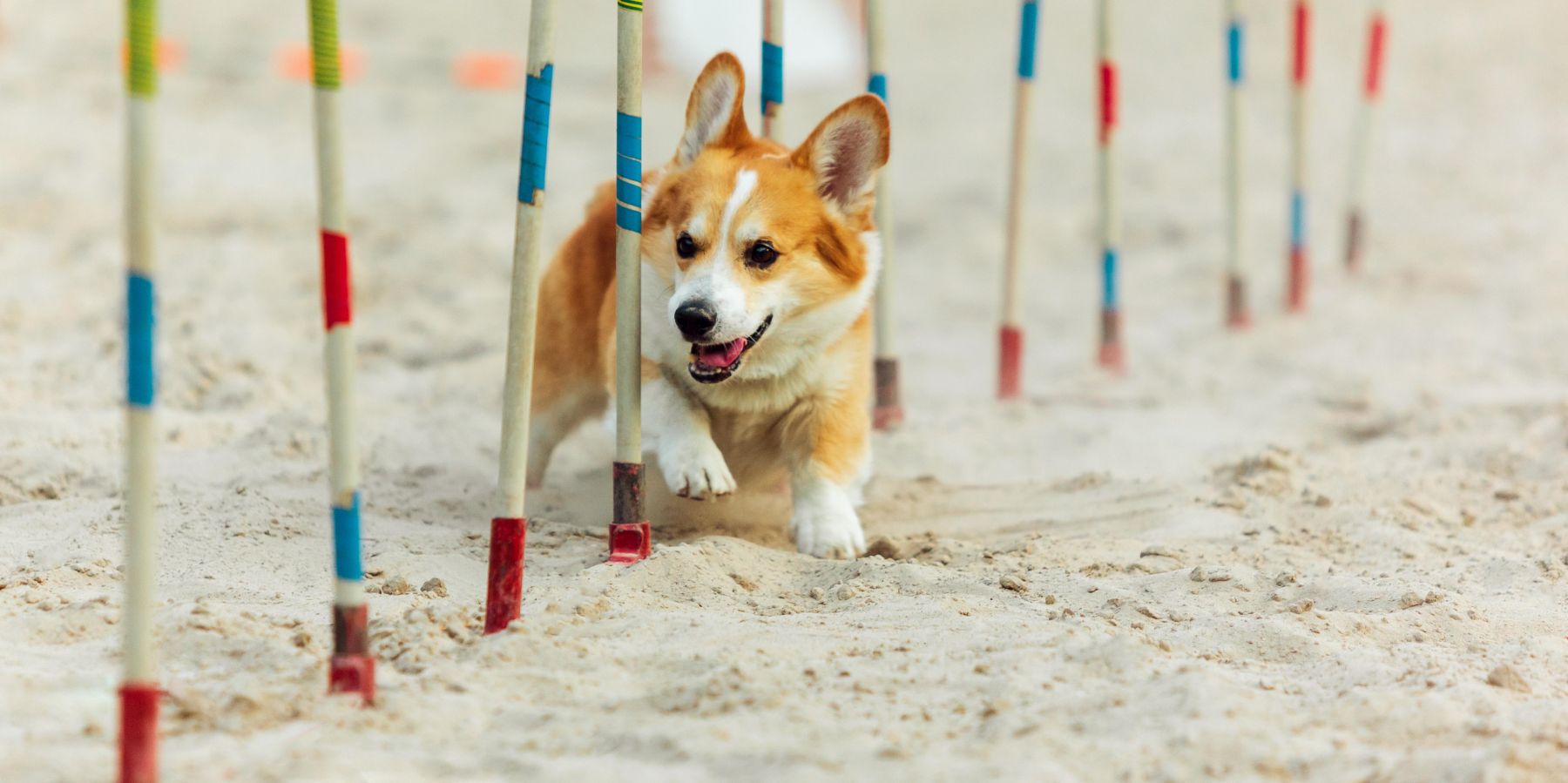 The Essential Guide to Training Your 8-Week-Old Puppy: From Basic Commands to Potty Training