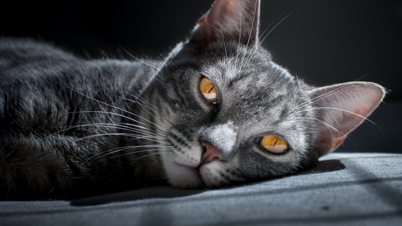 Advantages and Disadvantages of Cat Water Fountains